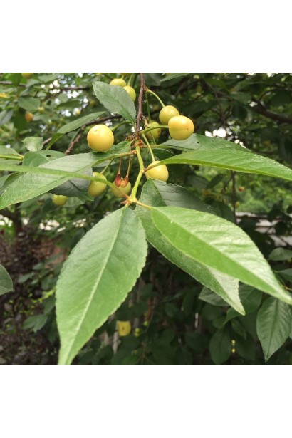 Вишнево-черешневий гібрид Мрія Імператора